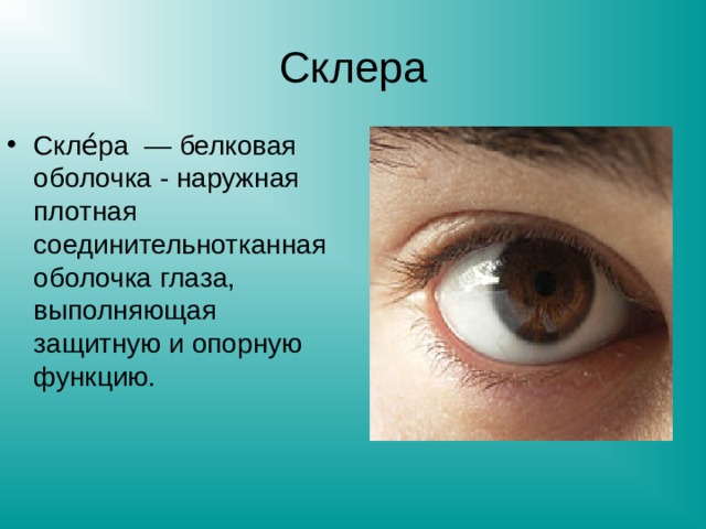 Склера Скле́ра — белковая оболочка - наружная плотная соединительнотканная оболочка глаза, выполняющая защитную и опорную функцию.  