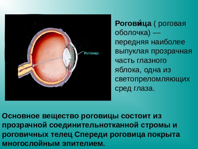Рогови́ца ( роговая оболочка) — передняя наиболее выпуклая прозрачная часть глазного яблока, одна из светопреломляющих сред глаза. Основное вещество роговицы состоит из прозрачной соединительнотканной стромы и роговичных телец Спереди роговица покрыта многослойным эпителием . 