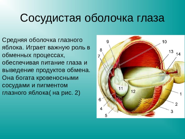Сосудистая оболочка глаза Средняя оболочка глазного яблока. Играет важную роль в обменных процессах, обеспечивая питание глаза и выведение продуктов обмена. Она богата кровеносными сосудами и пигментом глазного яблока( на рис. 2) 