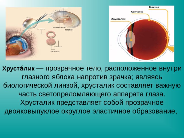 Строение глаза биология 8 класс рисунок