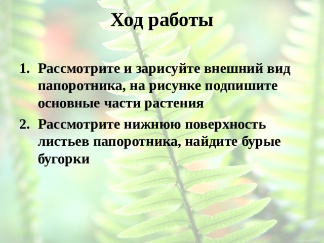 Рассмотрите и зарисуйте внешний вид папоротника на рисунке подпишите основные части растения