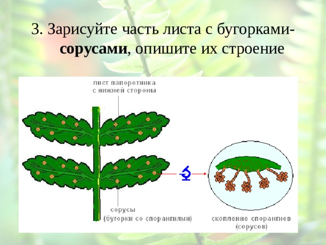 Строение папоротника рисунок