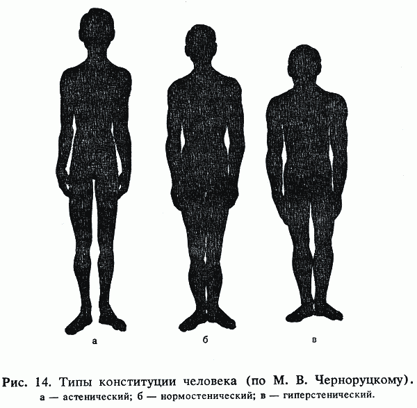 Схема конституционных особенностей организма