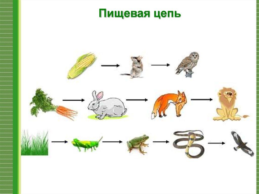Животное живой организм 3 класс схема