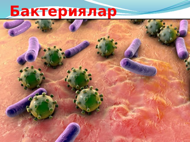 Бактериялар 