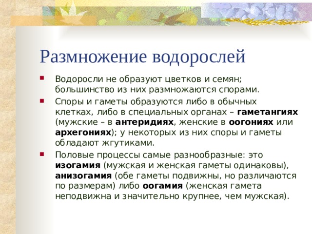 Размножение водорослей  Водоросли не образуют цветков и семян; большинство из них размножаются спорами. Споры и гаметы образуются либо в обычных клетках, либо в специальных органах – гаметангиях (мужские – в антеридиях , женские в оогониях или архегониях ); у некоторых из них споры и гаметы обладают жгутиками. Половые процессы самые разнообразные: это изогамия (мужская и женская гаметы одинаковы), анизогамия (обе гаметы подвижны, но различаются по размерам) либо оогамия (женская гамета неподвижна и значительно крупнее, чем мужская). 