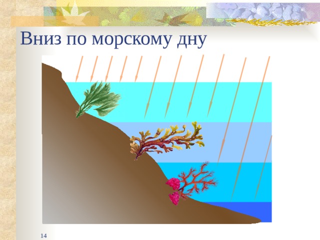 Вниз по морскому дну В клетках красных и бурых водорослей (так же, как и в зеленых) протекают процессы фотосинтеза. А это значит, что им необходим свет - одним меньше, другим больше. Солнечный свет состоит из смеси лучей разного цвета. В глубину водоемов проникают, в основном, синие и фиолетовые лучи. Лучше всего они поглощаются предметами красного цвета. Постепенно опускаясь все глубже в море, мы бы увидели, что состав подводного леса с увеличением глубины меняется.  На глубинах примерно до 30 метров встречаются зеленые водоросли.  Опускаясь еще глубже, мы видим, что в подводном царстве становится все больше удивительных бурых водорослей. На большую глубину света поступает все меньше и меньше и здесь царят красные водоросли.  В клетках красных и бурых водорослей кроме хлорофилла содержатся и другие пигменты, которые придают им различную окраску и помогают улавливать свет.  14 