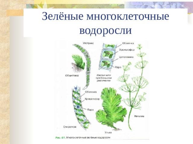 Многоклеточные водоросли - Биология - Презентации - 6 класс