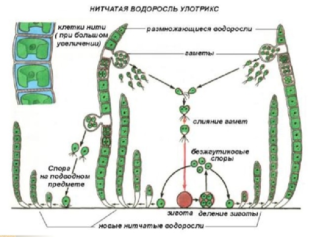 Жизненный цикл спирогиры схема с подписями