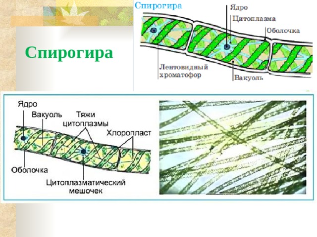 Спирогира Спирогира  