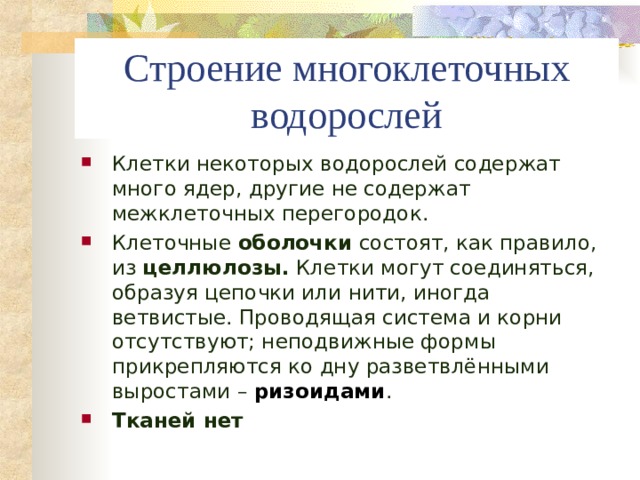 Строение многоклеточных водорослей Клетки некоторых водорослей содержат много ядер, другие не содержат межклеточных перегородок. Клеточные оболочки состоят, как правило, из целлюлозы. Клетки могут соединяться, образуя цепочки или нити, иногда ветвистые. Проводящая система и корни отсутствуют; неподвижные формы прикрепляются ко дну разветвлёнными выростами – ризоидами . Тканей нет  