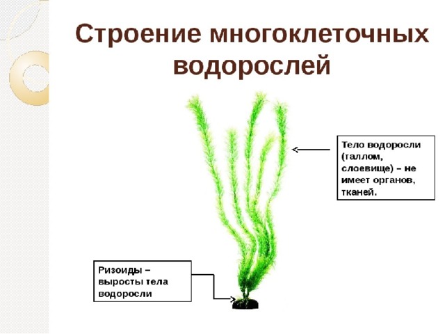 Многоклеточные водоросли состоят из большого числа. Строение водорослей 6 класс биология. Строение многоклеточных зеленых водорослей. Строение таллома зеленых водорослей. Внешне строение многоклеточныхводорослей.