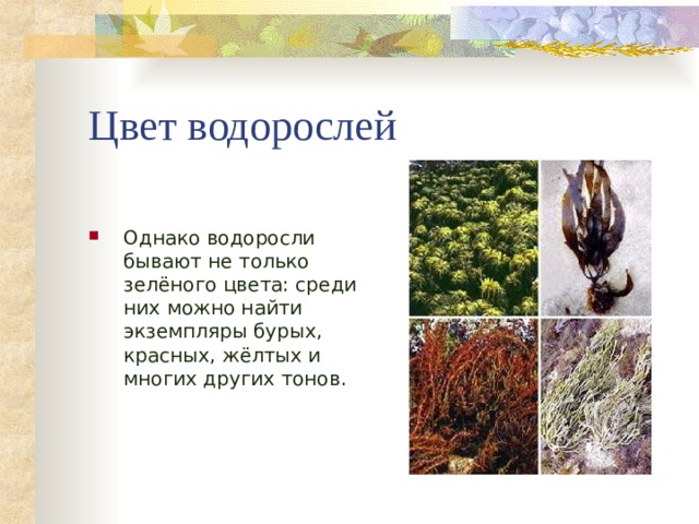 Цвет водорослей Однако водоросли бывают не только зелёного цвета: среди них можно найти экземпляры бурых, красных, жёлтых и многих других тонов. 