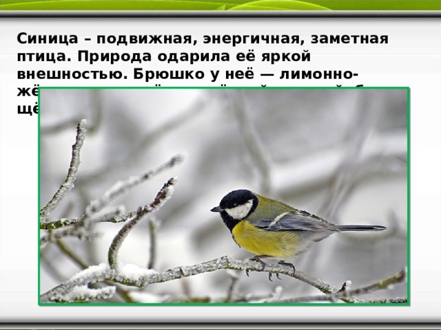 Синица – подвижная, энергичная, заметная птица. Природа одарила её яркой внешностью. Брюшко у неё — лимонно-жёлтое, разделённое чёрной полосой, белые щёчки. 