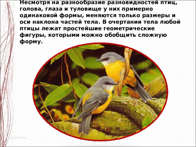 Несмотря на разнообразие разновидностей птиц, голова, глаза и туловище у них примерно одинаковой формы, меняются только размеры и оси наклона частей тела. В очертании тела любой птицы лежат простейшие геометрические фигуры, которыми можно обобщить сложную форму. 