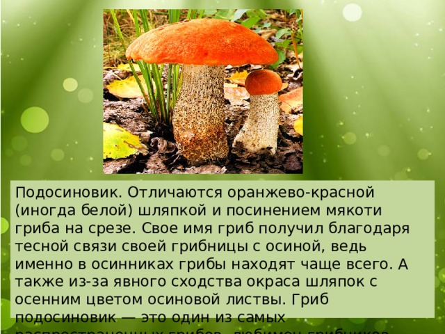Подосиновик. Отличаются оранжево-красной (иногда белой) шляпкой и посинением мякоти гриба на срезе. Свое имя гриб получил благодаря тесной связи своей грибницы с осиной, ведь именно в осинниках грибы находят чаще всего. А также из-за явного сходства окраса шляпок с осенним цветом осиновой листвы. Гриб подосиновик — это один из самых распространенных грибов, любимец грибников. 