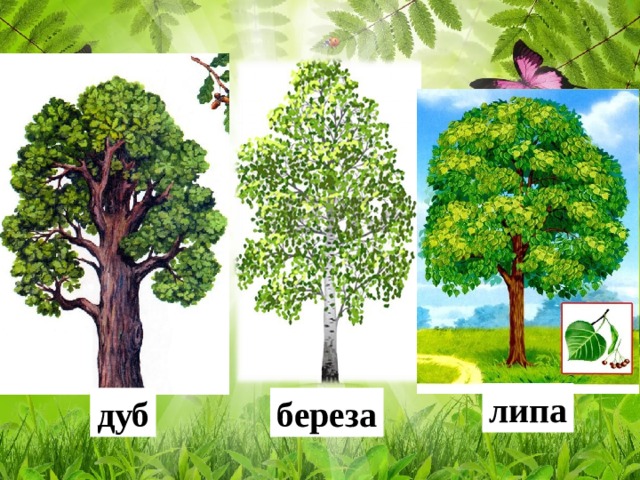 Дуб и береза рисунок
