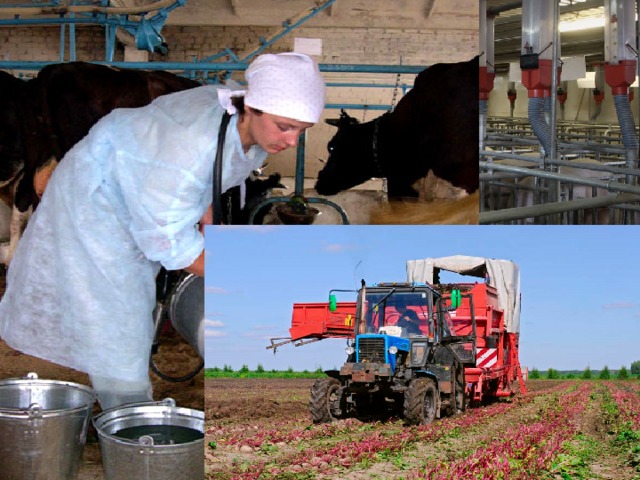 Сельское хозяйство   мясомолочного направления. свиноводство птицеводство  овощеводство  
