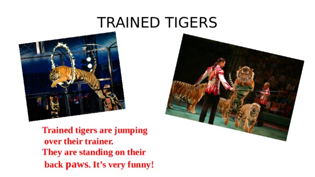 TRAINED TIGERS Trained tigers are jumping  over their trainer. They are standing on their  back paws . It’s very funny!  