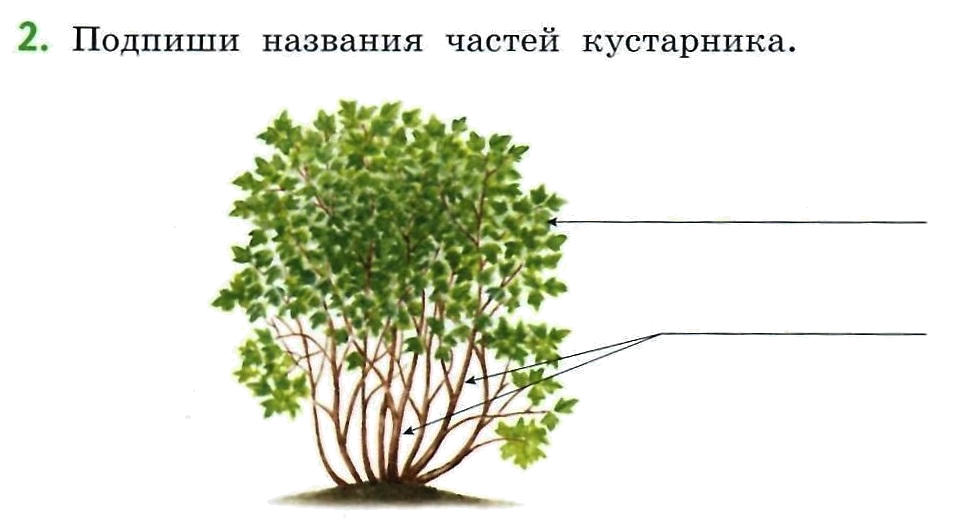 Строение дерева кустарника. Строение кустарника. Схема кустарника. Подписать части кустарника.