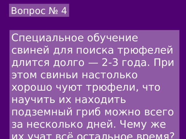 Вопрос № 4 Специальное обучение свиней для поиска трюфелей длится долго — 2-3 года. При этом свиньи настолько хорошо чуют трюфели, что научить их находить подземный гриб можно всего за несколько дней. Чему же их учат всё остальное время? 