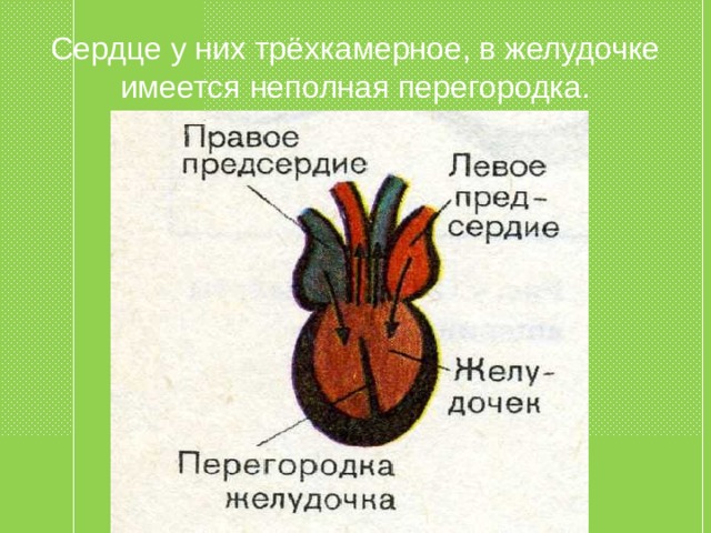 Сердце у них трёхкамерное, в желудочке имеется неполная перегородка. 