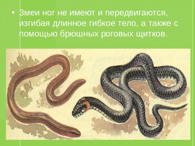 Змеи ног не имеют и передвигаются, изгибая длинное гибкое тело, а также с помощью брюшных роговых щитков.  