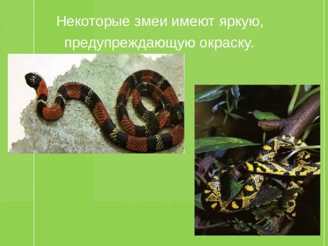  Некоторые змеи имеют яркую,  предупреждающую окраску. 
