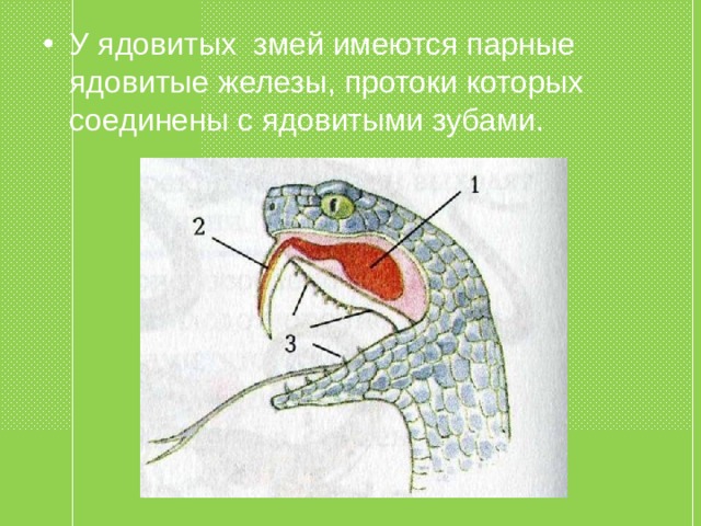 У ядовитых змей имеются парные ядовитые железы, протоки которых соединены с ядовитыми зубами. 