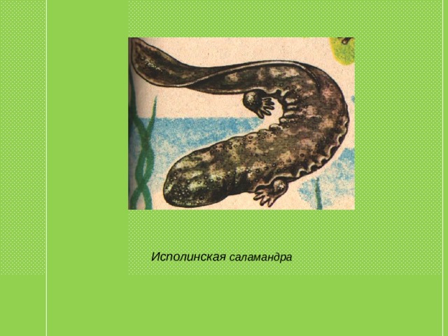 Исполинская саламандра  