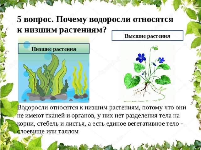 Водоросли относятся к растениям так как. Почему водоросли относятся к низшим растениям. Водоросли низшие растения. Водоросли относят к царству растений. Почему водоросли низшие растения.