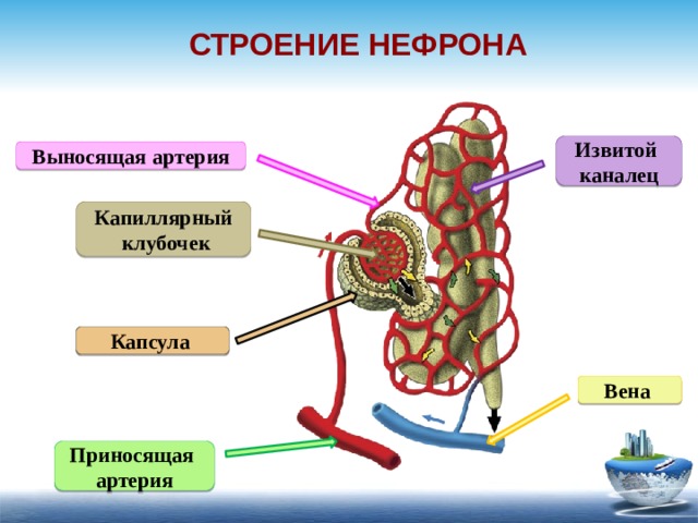 "Органы выделения" - Биология - Презентации - 8 класс