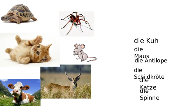 die Kuh die Maus die Antilope die Schildkröte die Katze die Spinne 