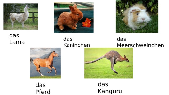 das Lama das Kaninchen das Meerschweinchen das Känguru das Pferd 