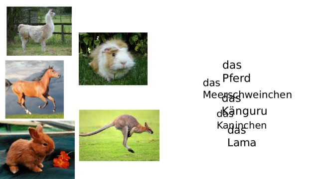 das Pferd das Meerschweinchen das Känguru das Kaninchen das Lama 