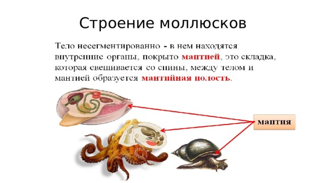 Строение моллюсков Запишите что такое мантия  