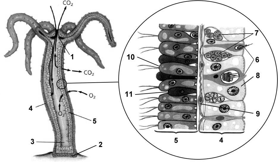 Что обозначено цифрами 1 4. Строение клеток гидры. Гидра биология строение. Тип Кишечнополостные строение гидры. Строение гидры Кишечнополостные.