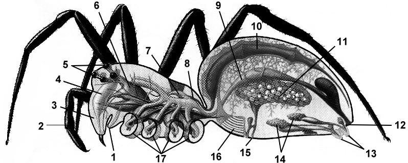 Внутреннее строение паука рисунок с подписями
