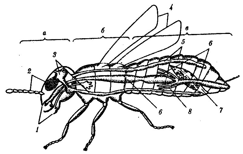 Рисунок насекомого 7 класс