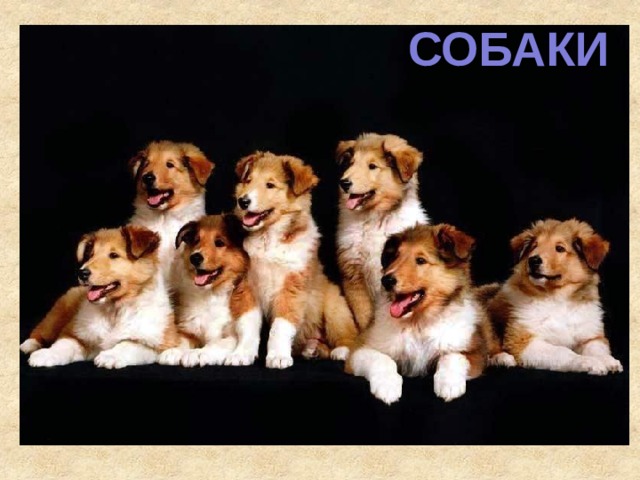 СОБАКИ