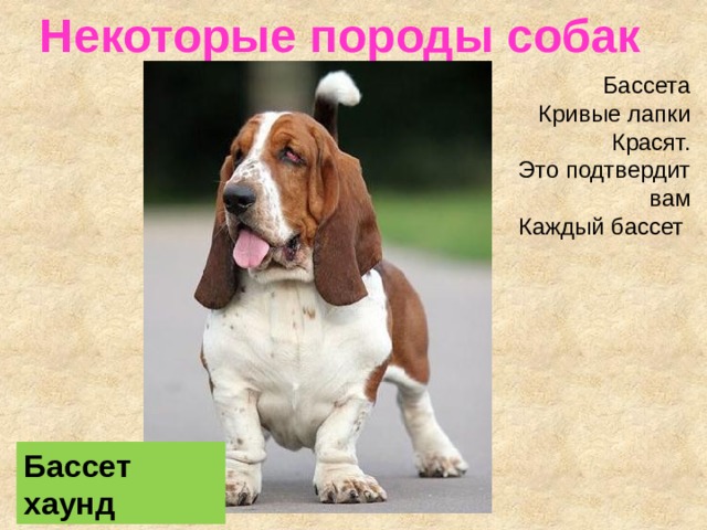 Некоторые породы собак Бассета  Кривые лапки  Красят.  Это подтвердит вам  Каждый бассет Бассет хаунд