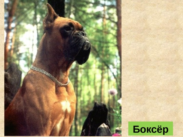 Боксёр