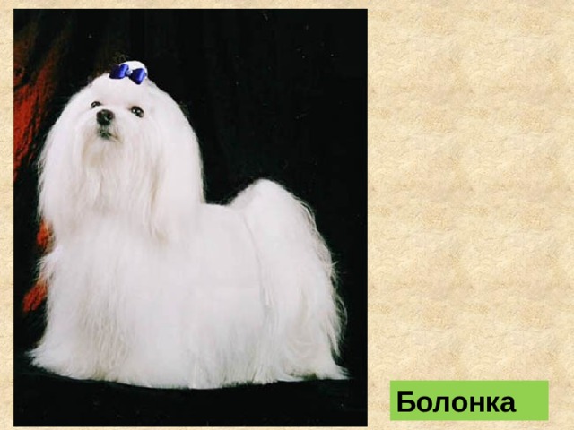 Болонка