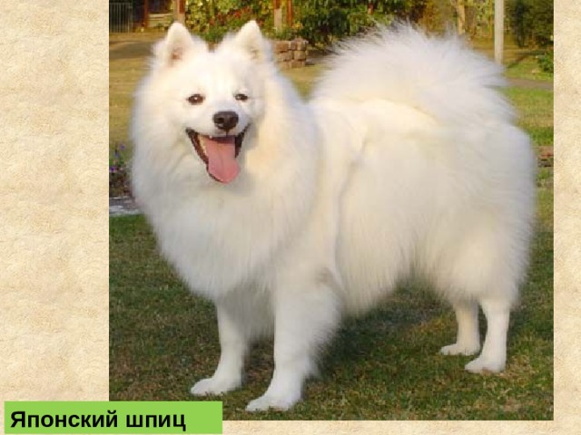 Японский шпиц