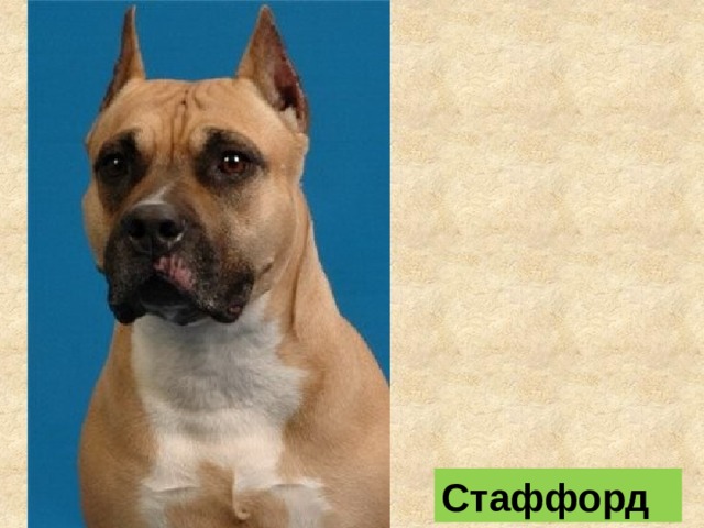 Стаффорд