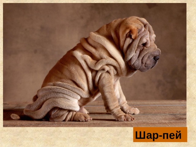 Шар-пей