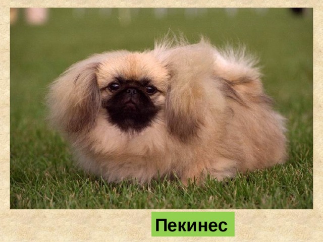 Пекинес