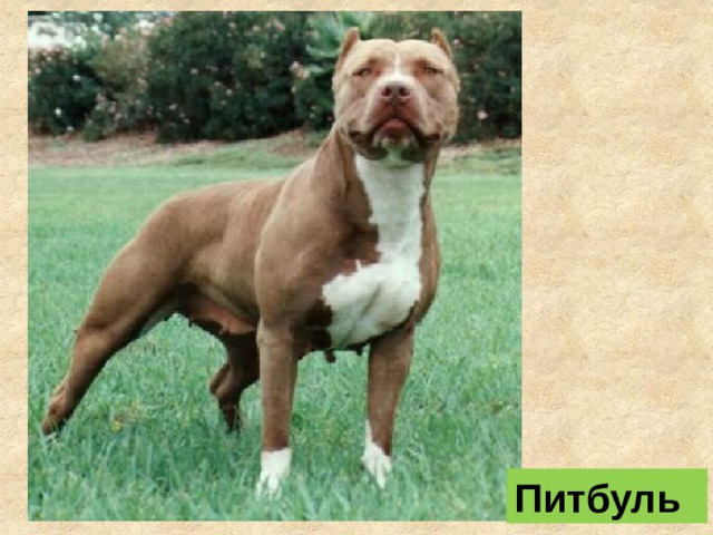 Питбуль