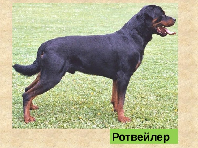 Ротвейлер