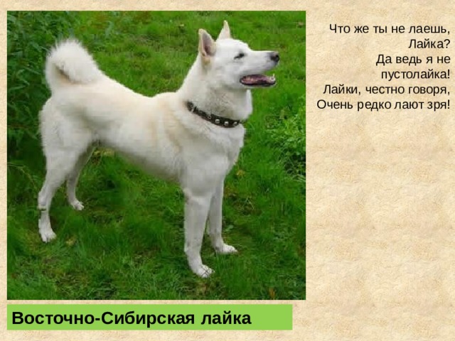 Что же ты не лаешь, Лайка?  Да ведь я не пустолайка!  Лайки, честно говоря,  Очень редко лают зря! Восточно-Сибирская лайка